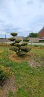 Gartenbonsai  Bonsai Niwaki Formgehölz ein Taxus Nordrhein-Westfalen - Velen Vorschau