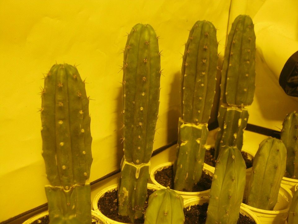 PeruTR Trichocereus Peruvianus Kakteen als Pfropfung Kaktus in Krefeld