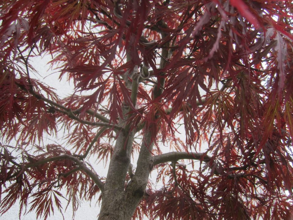 Bonsai roter Schlitzahorn ( Acer Palmatum Dissectum.) in Pommersfelden
