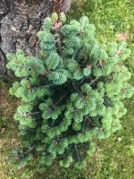 Abies koreocarpa ‚Frosty‘ -Koreatanne x Korktanne. Pflanze Baden-Württemberg - Bösingen Vorschau