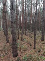 Wald Waldgrundstück Sachsen-Anhalt - Genthin Vorschau