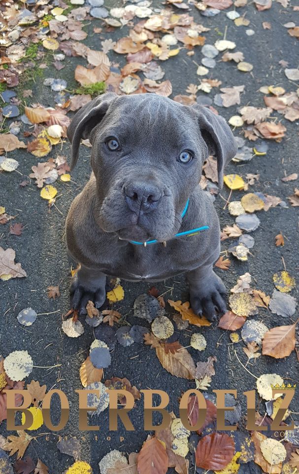 Boerboel Info´s & Unterstützung der Rasse, die Haltung & mehr... in Gedern