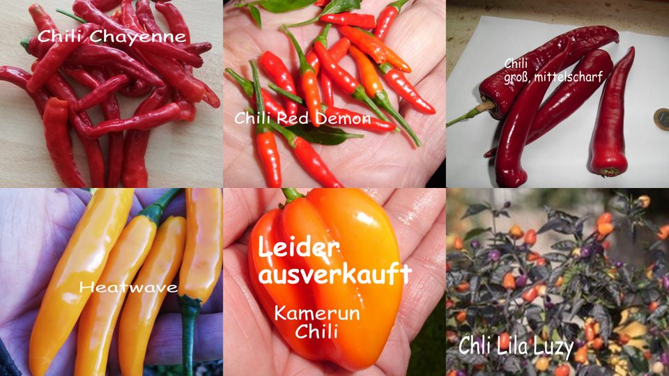 Tomatenpflanzen + Gurken + Zucchini +Chili auswählen vorbestellen in Husby