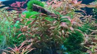 Rotala ramosior sunset Aquariumpflanzen Wasserpflanzen Thüringen - Großenstein Vorschau