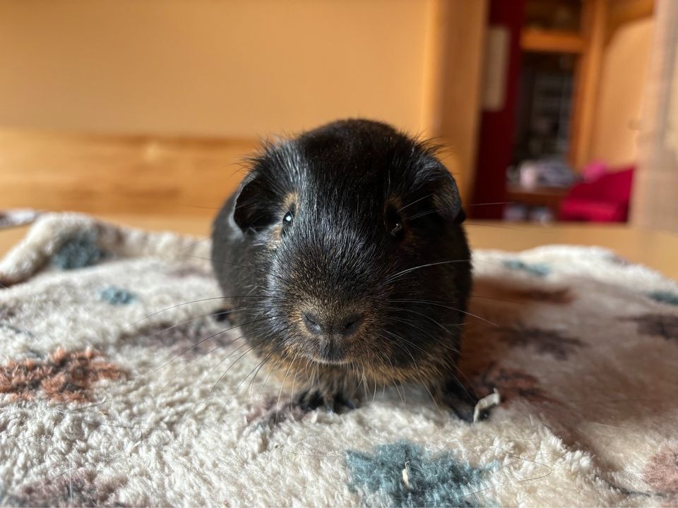 Meerschweinchen Baby Böckchen in Hückelhoven