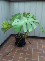 Fensterblatt Monstera ca. 75 cm hoch, zweiarmig Baden-Württemberg - Östringen Vorschau