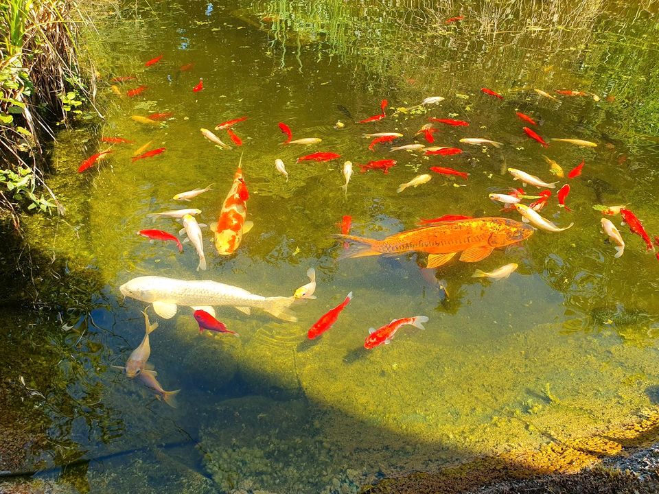 Goldfische Goldkarausche  Fische Teich rot und weiß in Möhrendorf