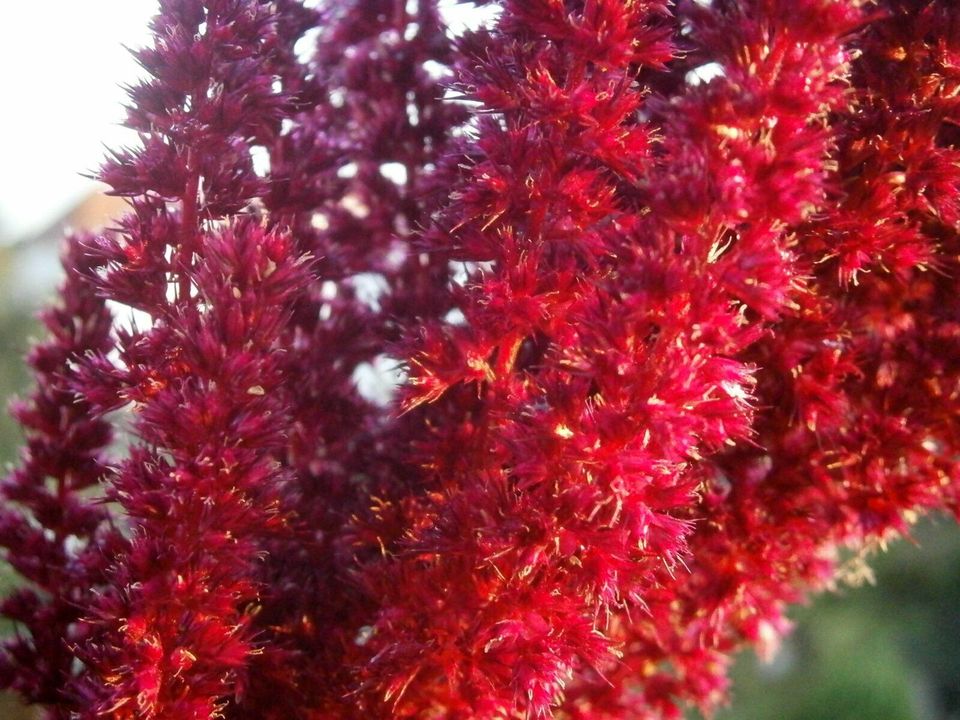 AMARANTH "All Red" (Amaranthus caudatus) VIOLETT - SAMEN in Lutherstadt Wittenberg