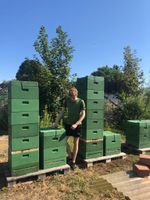 Bienenvolk - Kunstschwarm - Bienen Ableger 2024 Carnica Sachsen - Radebeul Vorschau
