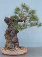 BONSAI EINHEIMISCHE KIEFER PINUS SYLVESTRIS AUF FELSEN RAR Dresden - Striesen-Süd Vorschau