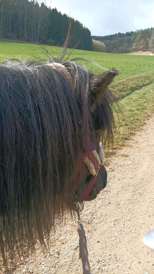 Pflegebeteiligung Reitbeteiligung Pony sucht Menschen in Pegnitz