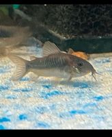 Corydoras Aeneus (Panzerwelse) Nordrhein-Westfalen - Moers Vorschau