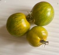 Tomaten Samen Green Zebra Bayern - Burkardroth Vorschau