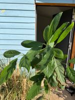 Avocado Baum Vahrenwald-List - List Vorschau