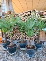 Hanfpalme Trachycarpus Fortunei Palme winterhart Nordrhein-Westfalen - Rheinberg Vorschau