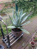 Aloe Pflanzen Groß Nordrhein-Westfalen - Hörstel Vorschau