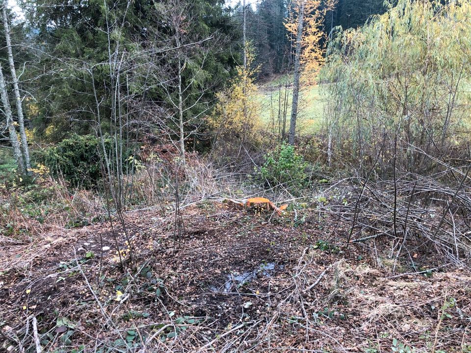 Problem - Baumfällung, Spezial - Baumfällung in Lenzkirch