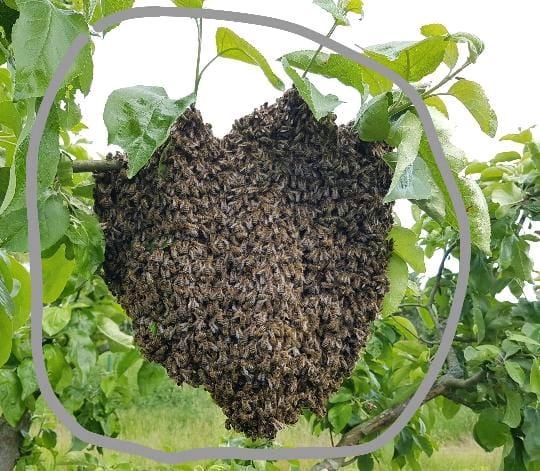 Bienenschwarm gefunden in Waischenfeld