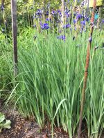 Iris  Schwertlilie und andere Gartenpflanzen Brandenburg - Stahnsdorf Vorschau