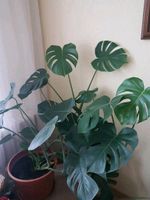 Monstera borsigiana Baden-Württemberg - Metzingen Vorschau