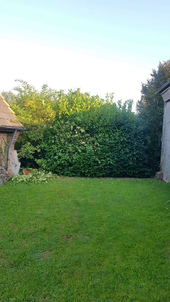 Garten Heckenschnitt schneiden Grünschnitt Sträucher Gärtner in Kleve