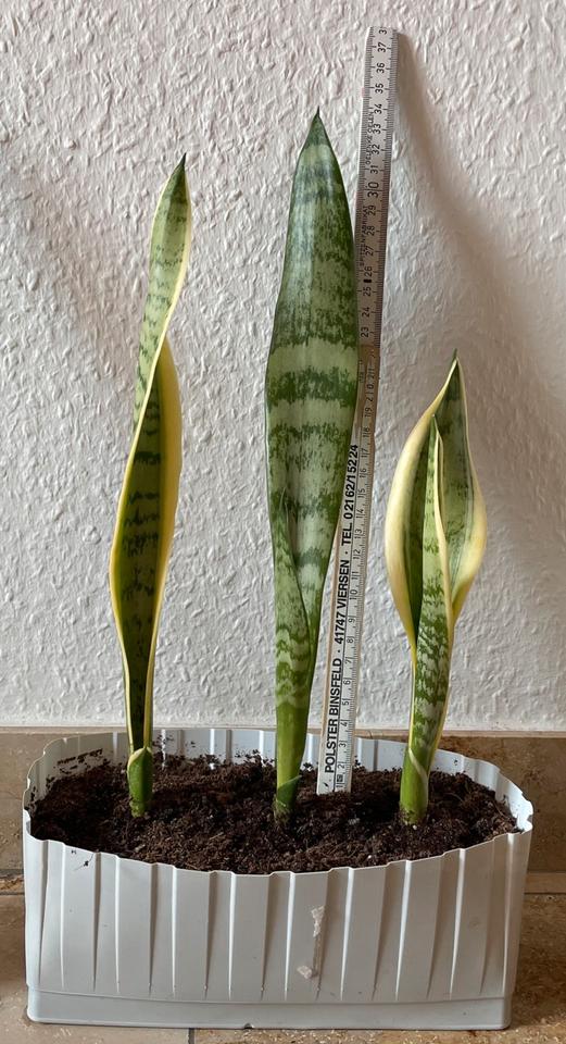 Bogenhanf / Sanseviera Pflanzen H: ca. 34-38 cm groß. (2EUR/Stk.) in Viersen