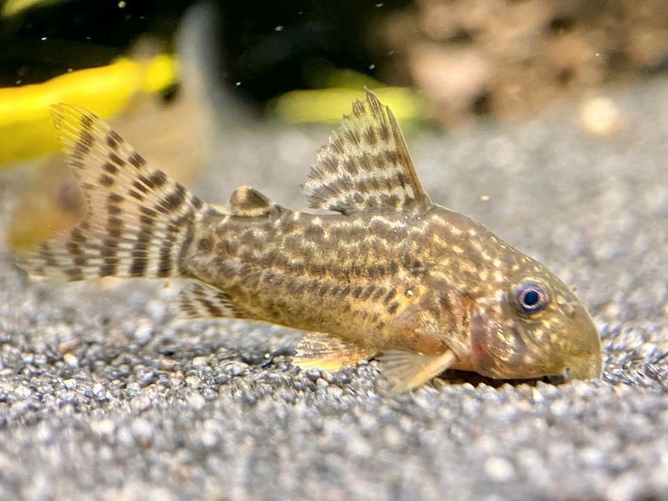 Corydoras Sterbai, Welse Jungtiere, Orangeflossen Panzerwels in Bottrop