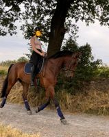 Sportlicher Oldenburger Wallach Voltigierpferd mit Springvermögen Nordrhein-Westfalen - Wermelskirchen Vorschau