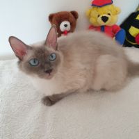 Super süße Reinrassige Ragdoll Katze mit blauen Augen 2 Jahre alt Niedersachsen - Schwarmstedt Vorschau