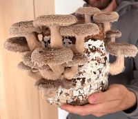 Körnerbrut, Shiitake Pilz Bayern - Salzweg Vorschau