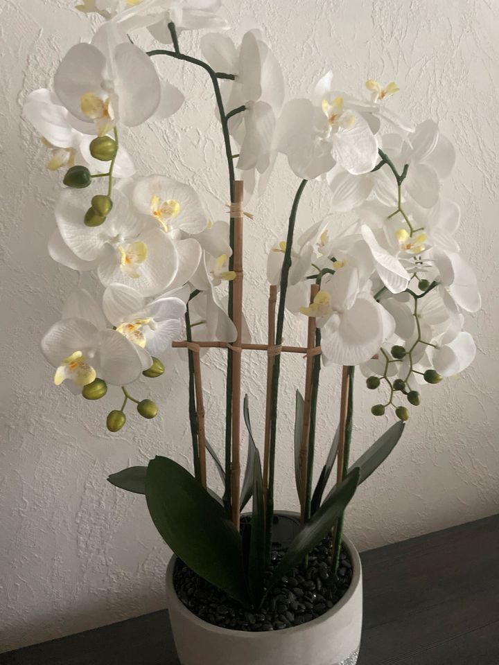 Orchidee Kunst in Herzogenrath