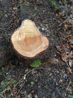 Baumstümpfe entfernen Niedersachsen - Nordstemmen Vorschau