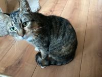 Katze sucht ein liebevolles Zuhause Niedersachsen - Varel Vorschau