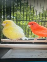Kanarienvogel Paar roter Hahn, gelbe Henne, geboren 2023 Niedersachsen - Laatzen Vorschau