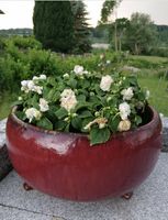 Ich suche: Blumentopf Kübel Gefäß aus Keramik von Kirschke Schleswig-Holstein - Rantzau Vorschau