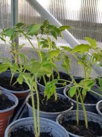 Tomaten pflanze 2stück 1€ Bayern - Karlskron Vorschau