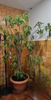 Ficus ☆ mit Topf ☆ sehr groß ☆ 2.20m Mecklenburg-Vorpommern - Pingelshagen Vorschau