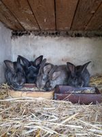 Verkaufe junge Kaninchen (10 Wochen alt ) Sachsen-Anhalt - Annaburg Vorschau