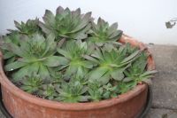 Sempervivium im Tontopf Durchmesser 34 cm Baden-Württemberg - Ehingen (Donau) Vorschau