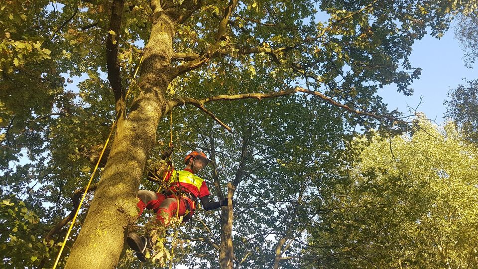 Fachgerechte Baumpflege, Baumfällungen, Baumkontrolle in Greifswald