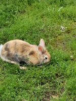 Löwenkopfkaninchen abzugeben Brandenburg - Cottbus Vorschau