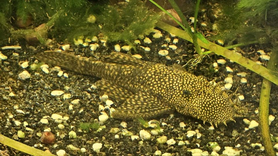 Zwei Aquarium Fische küssender Gurami und Wels (Restbestand) in Lemgo