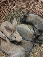 Kaninchen, Junge Hasen Sachsen - Oederan Vorschau