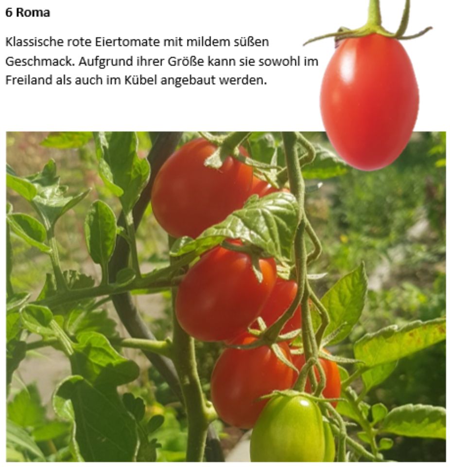 Tomatenpflanzen in Weimar