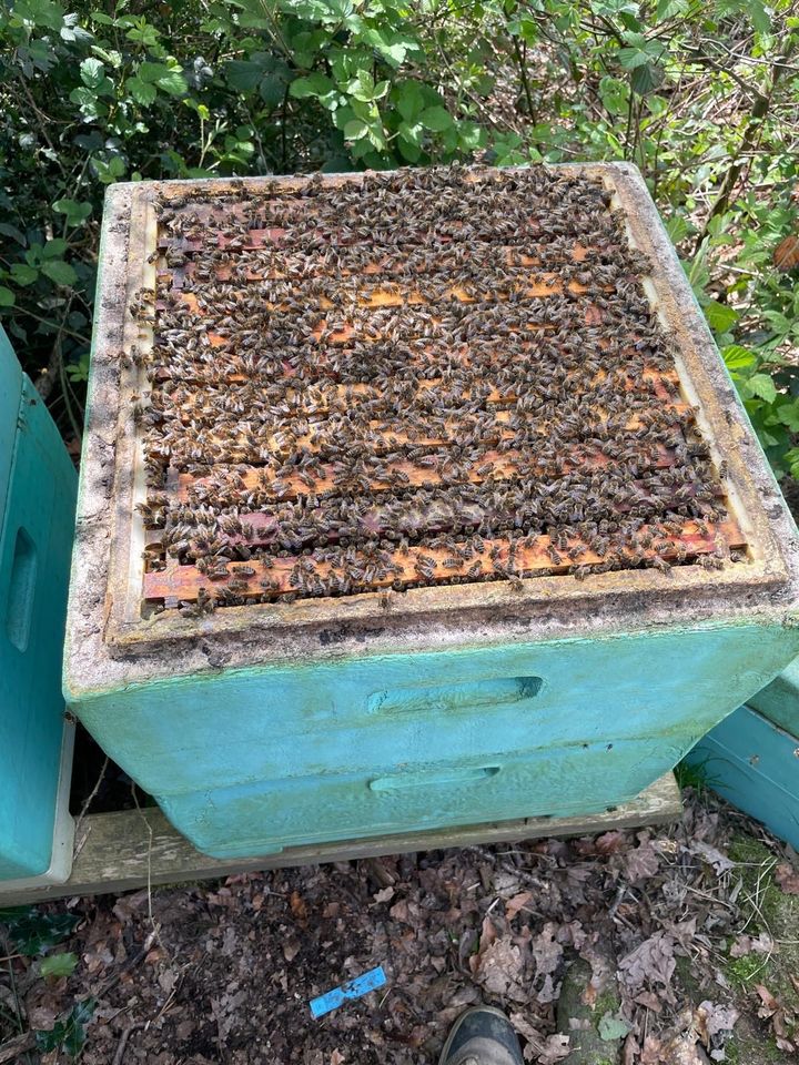 Bienenvölker auf Dt. Normal inkl. Kisten mit Zeugnis / Lieferung in Sprockhövel