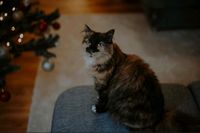 Neues Zuhause für zwei Katzen gesucht Thüringen - Erfurt Vorschau
