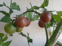 verschiedene Tomatenpflanzen gegen Tausch/ Spende Dresden - Loschwitz Vorschau