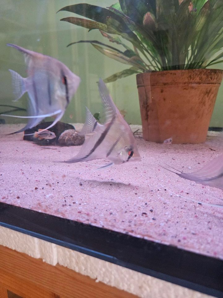 Aquarium Komplett mit Fische in Mücke