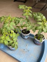 BIO Tomatenpflanzen Bayern - Tacherting Vorschau