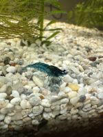 Garnelen blau Blue Dream Aquarium Stück 1€ Niedersachsen - Papenburg Vorschau